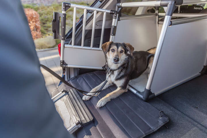 PHO IMAGE DOG Mischling Tilda Transportbox 4 #SALL #APRKU #V1